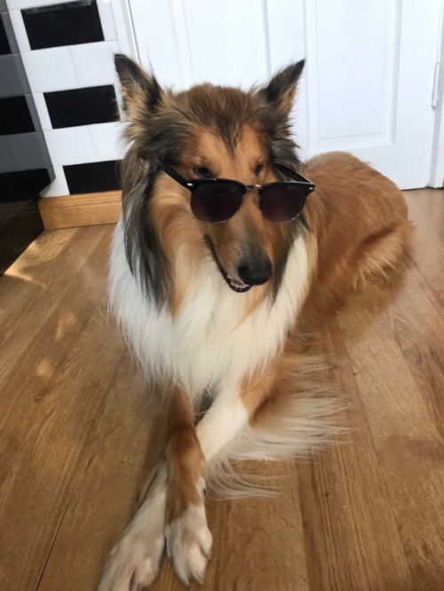 dublindoggo:Cool boi