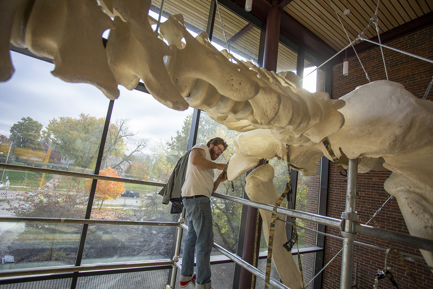 Image for <p>Installation of 55′ fin whale skeleton inside the atrium at the under-renovation Umbeck Science-Mathematics Center.<br/></p>