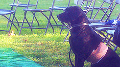 girl-fightt:  soldierporn:  He’s not a dog, he’s a Marine.  NOT CRYING. NOPE