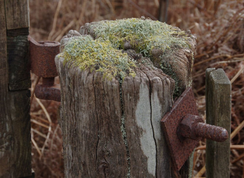 This rather rough gatepost is my #FencepostOfTheWeek