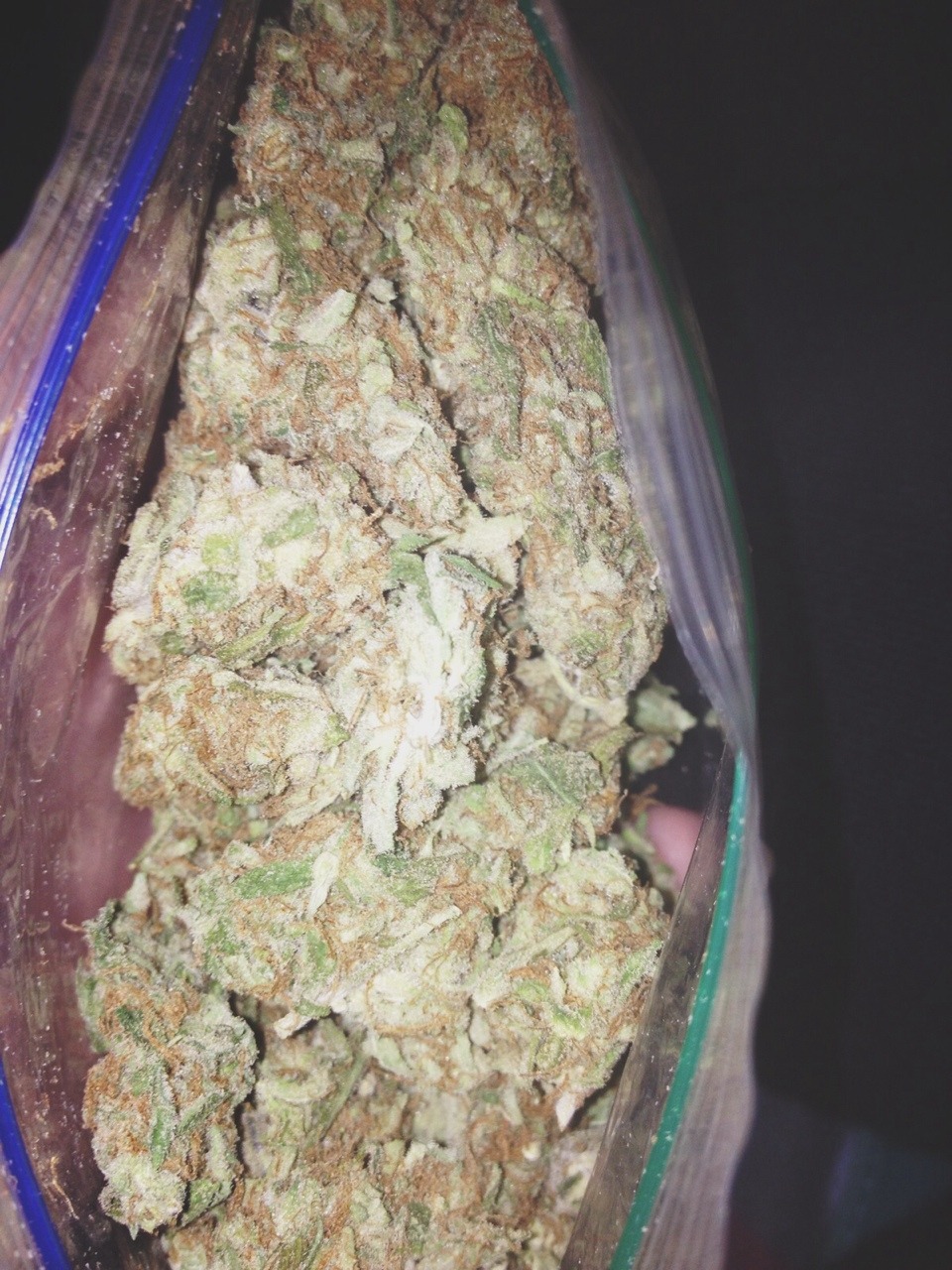 thc-kittyy: this is some beautiful weed 🍁🍃 