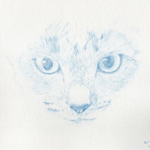 2017 2月スケジュール扉絵 ここで限界。耳まで描く余力なし。猫の顔の毛ってほんとあちこち向いてる。観察って面白い。でも描くのは別。 #cat #pencildrawing #猫 #drawing