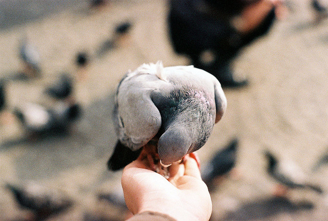 wildstag:  untitled by Deniz Aktaş on Flickr. 