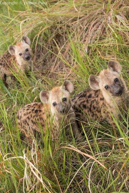 thepredatorblog:  Spotted hyena cubs (by Yvonne YF Pang)