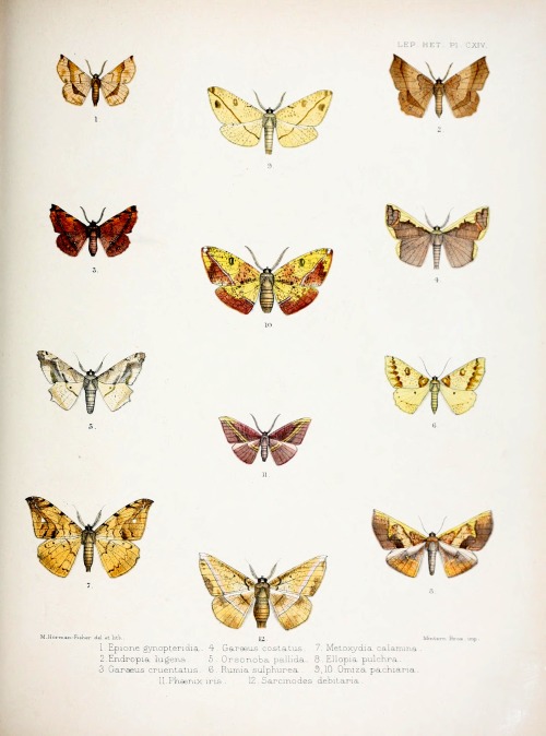 wapiti3: Illustrations of typical specimens of Lepidoptera Heterocera in the collection of the Briti