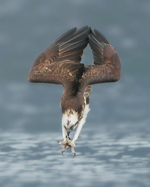 the-awesome-quotes:Photographer Chen Chengguang’s Photos Of Ospreys In Hunting Mode Show How Calcula