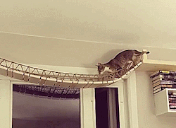 sixpenceee: A cat bridge for your house! Who knew. Created by  catastrophicreations.com   
