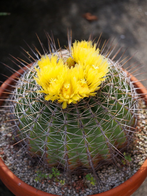 Ferocactus pottosii