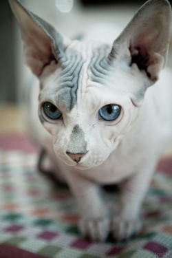 mostlycatsmostly:  Söt alien (by highlunder) 