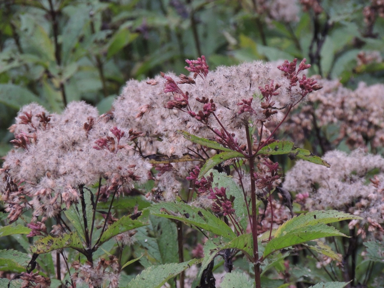 woodlandgrrl:  wildestdreamsgardens:  An unusual happening: A wet roadside ditch