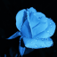sapphiresxroses