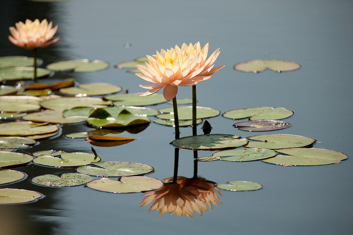 nybg:  The hottest time of year is made a bit cooler by the lotus and water lily