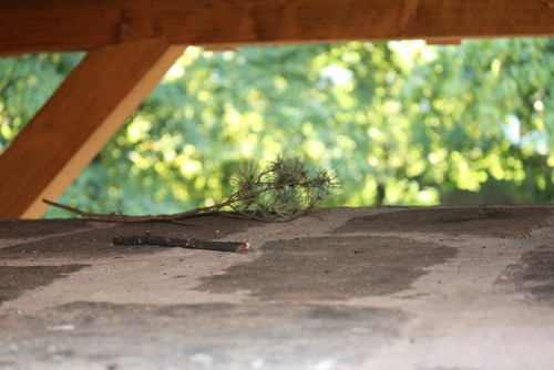 ~ under the roof ~ My photo. :)