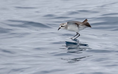 White-faced Storm Petrel (Pelagodroma marina)© Paul Brooks