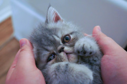 exoticshorthairs:  beanietheexotic:  Hello there!  THIS SWEET LITTLE BEBE AHHH 