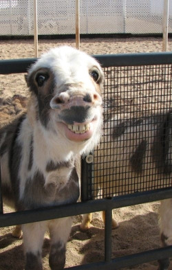 harvestheart:  Smiling Pony - that’s a cute face   Jajajaja