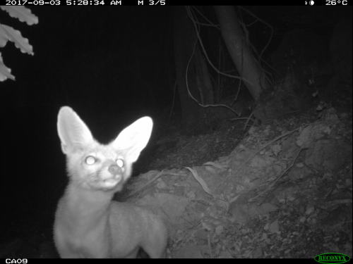 trailcams:source