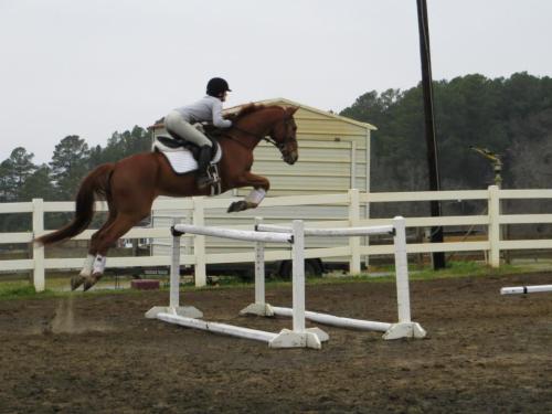 redheadthoroughbred: And Another Mark Todd Clinic 2013 - Me &amp; Prophet Holly Hill Farm - Bent