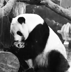 Giant Panda Photos