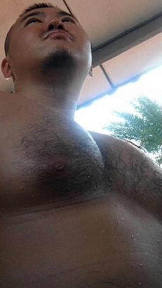 Asia bear