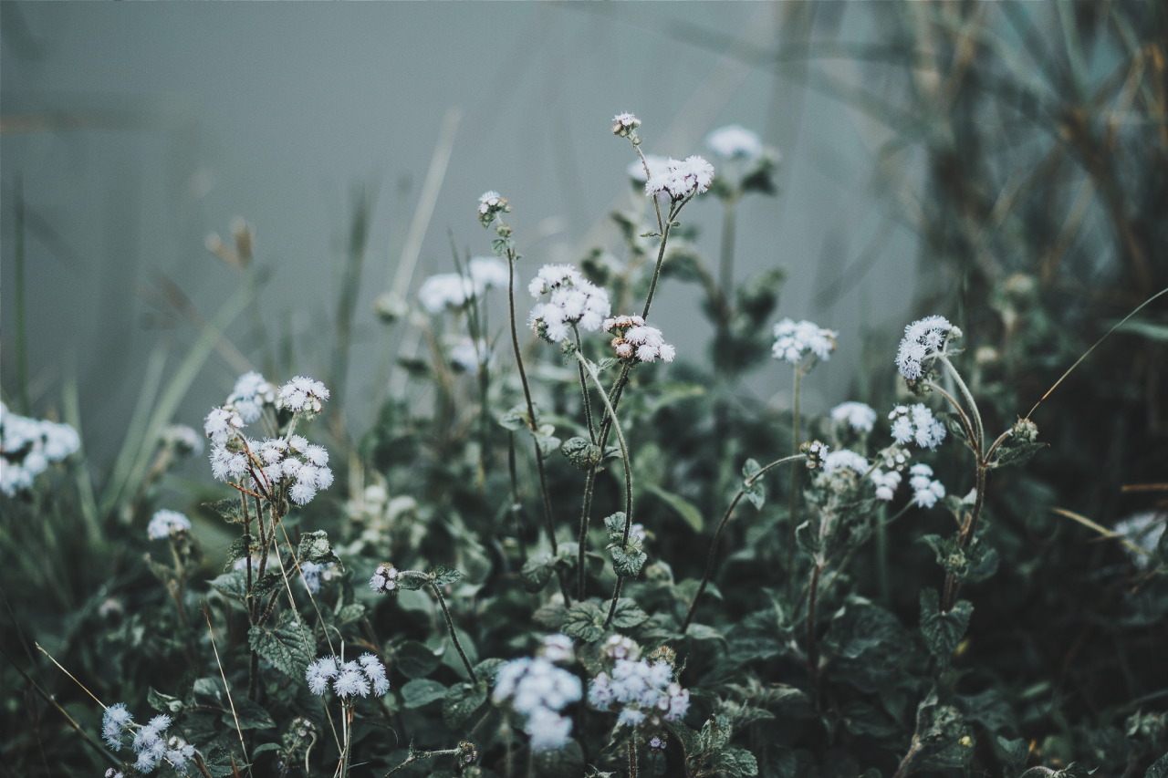 expressions-of-nature:  by Ramandeep SinghManali, India