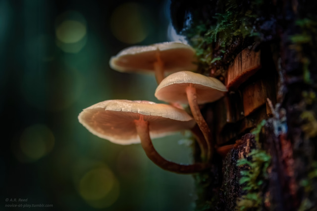 “In every tree lives a forest of spells waiting to enchant the Earth” ~tree magic by victoria pettella @hiddenportal