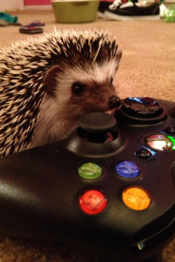 My Best Friends Hedgehog&Amp;Lt;3