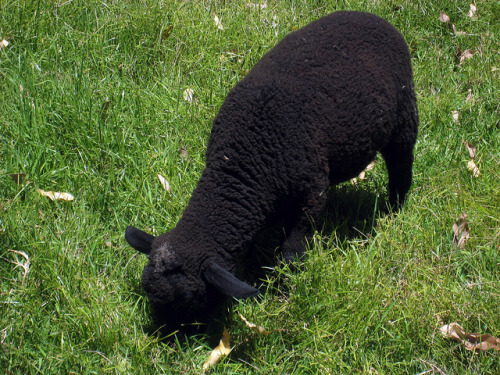 Baa baa black sheep