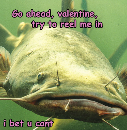 Fishentines