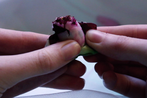 princex-misdreavus: For Every Flower Forced To Bloom, 2013  digital film stills i have never fe