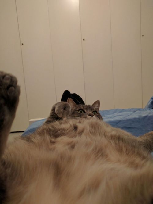 theredfieldsofnone:Got a new phone so I asked my sister to send me some pictures of my cat to use as