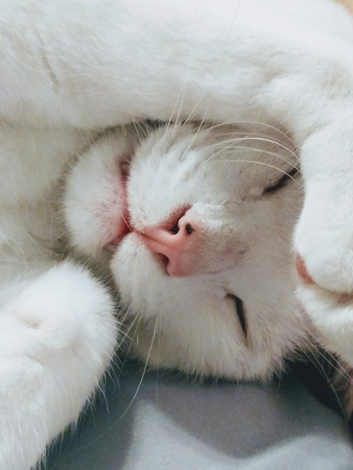 mobius-loop: silly boy sleeping, whiskers everywhere