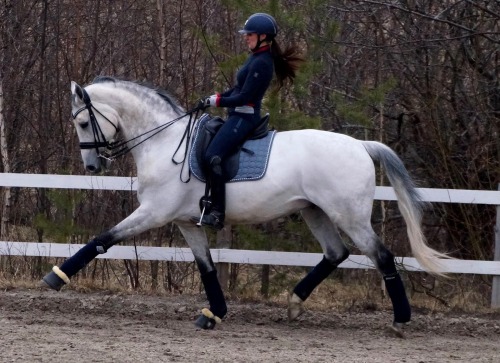 dressage