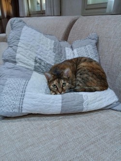 They really like the new couch and pillow