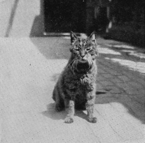 britishmuseum:  This is Mike the cat, who assisted in keeping the Main Gate at the British Museum fr