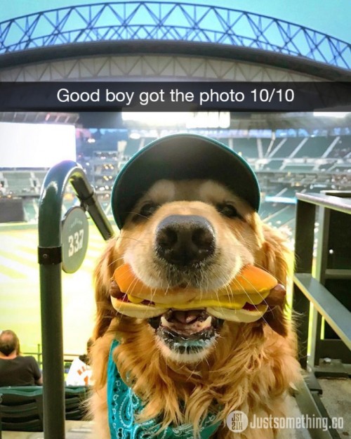 Dog snaps via justsomething.co