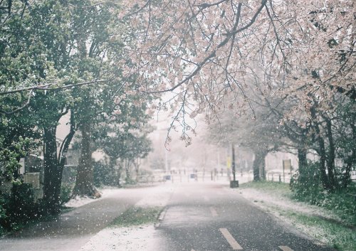 azusaphoto:桜隠しの日　①この日、初めて『桜隠し』という言葉を知った美しく、儚くそして、隠すという言葉が少し不安を呼ぶようなそんな季語緊急非常事態宣言が出た週末じゃんじゃん雪が降っている朝、