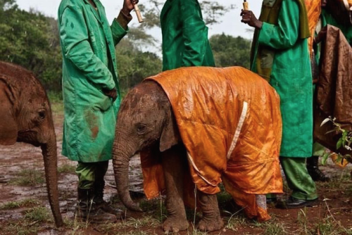 nubbsgalore:since becoming the the first person to hand rear newborn elephants, daphne sheldrick, featured in the first picture, has spent over half a century helping to care for more than 140 of kenya’s orphaned baby elephants.sheldrick operates her