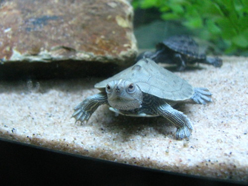 we went to a pet store and they had these tiny turtles and staff took them out so we could get better pictures babbies