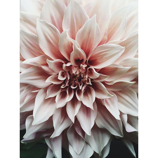 beeslikehoney:  by idalaerke http://ift.tt/1hi5eUv