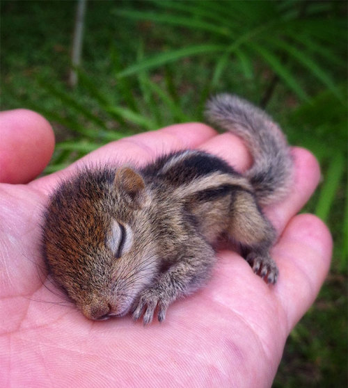 parodybit:once-upon-a-sasss:awesome-picz:Adorable Pics To Celebrate Squirrel Appreciation Day.I thin