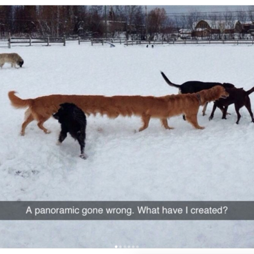 babyanimalgifs:  Animal snaps