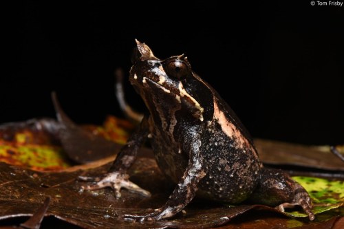 frogs-from-bogs:Megophrys baluensis by Thomas Frisby