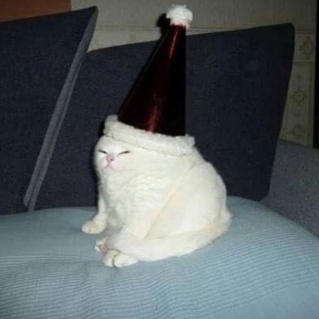 cursedcatimages: this is the man who delivers your presents  