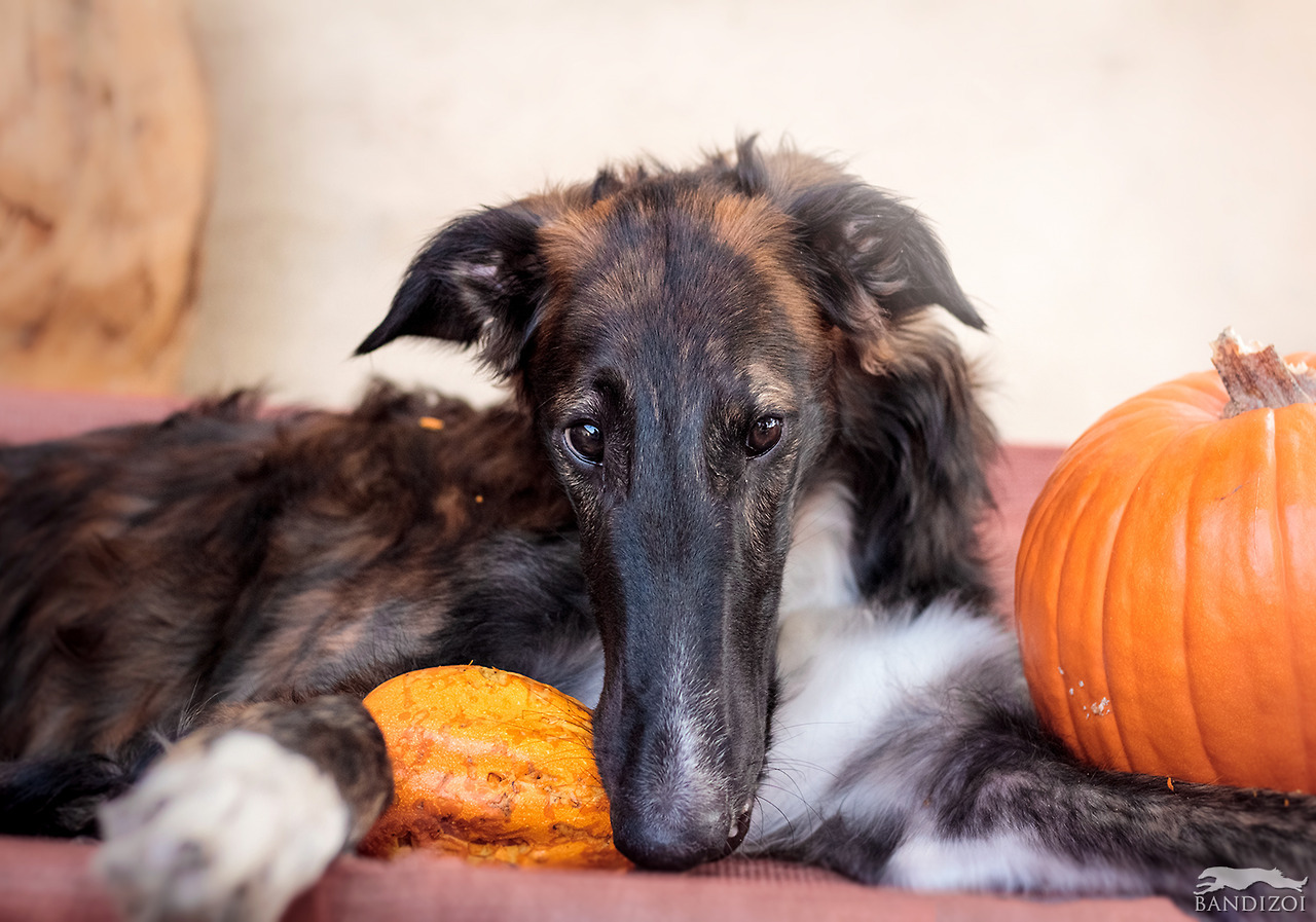 bandizoi:Galileo carves everything but the actual pumpkin 🎃  
