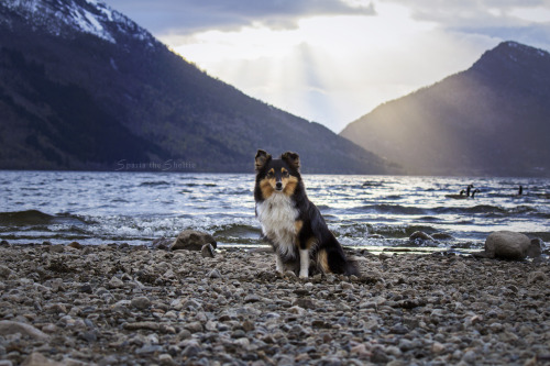 spartathesheltie:Canada geese checking us out in the background. There’s an invasive species joke in