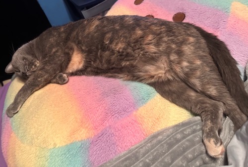 Cleopatra Sleeps Like She Just Worked A 12 Hour Shift
