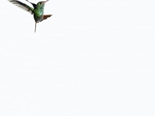 darksilenceinsuburbia:  Sanna Kannisto. Act of flying, amazilia tzacatl (25), 2007. C-print / diasec, 44,0 x 56,0 cm. Act of flying, amazilia tzacatl (19), 2007. C-print / diasec,  44,0 x 56,0 cm. Act of flying, amazilia tzacatl (22), 2007. C-print