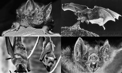 mortisia:  Bats are mammals of the order Chiroptera (/kaɪˈrɒptərə/; from the Greek χείρ - cheir, “hand” and πτερόν - pteron, “wing”) whose forelimbs form webbed wings, making them the only mammals naturally capable of true and sustained