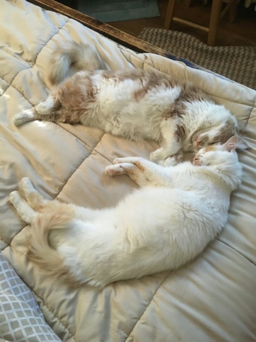 callstheadventurescience: Look at these idiots. They’re not littermates and they didn’t 